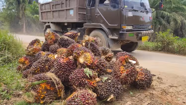 Fresh oil palm fruit bunches piled at the roadside and awaiting transportation