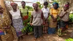 A group of women cocoa farmers.